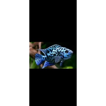 hiasan akuarium Ebjd