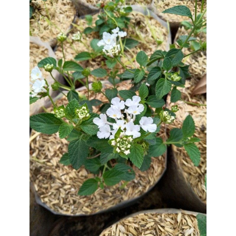 Tanaman lantana bunga putih/white lantana bahan bonsai