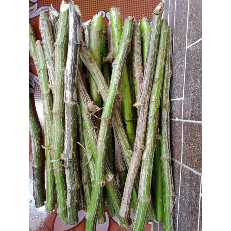 bibit stek tanaman insulin/bibit pohon insulin