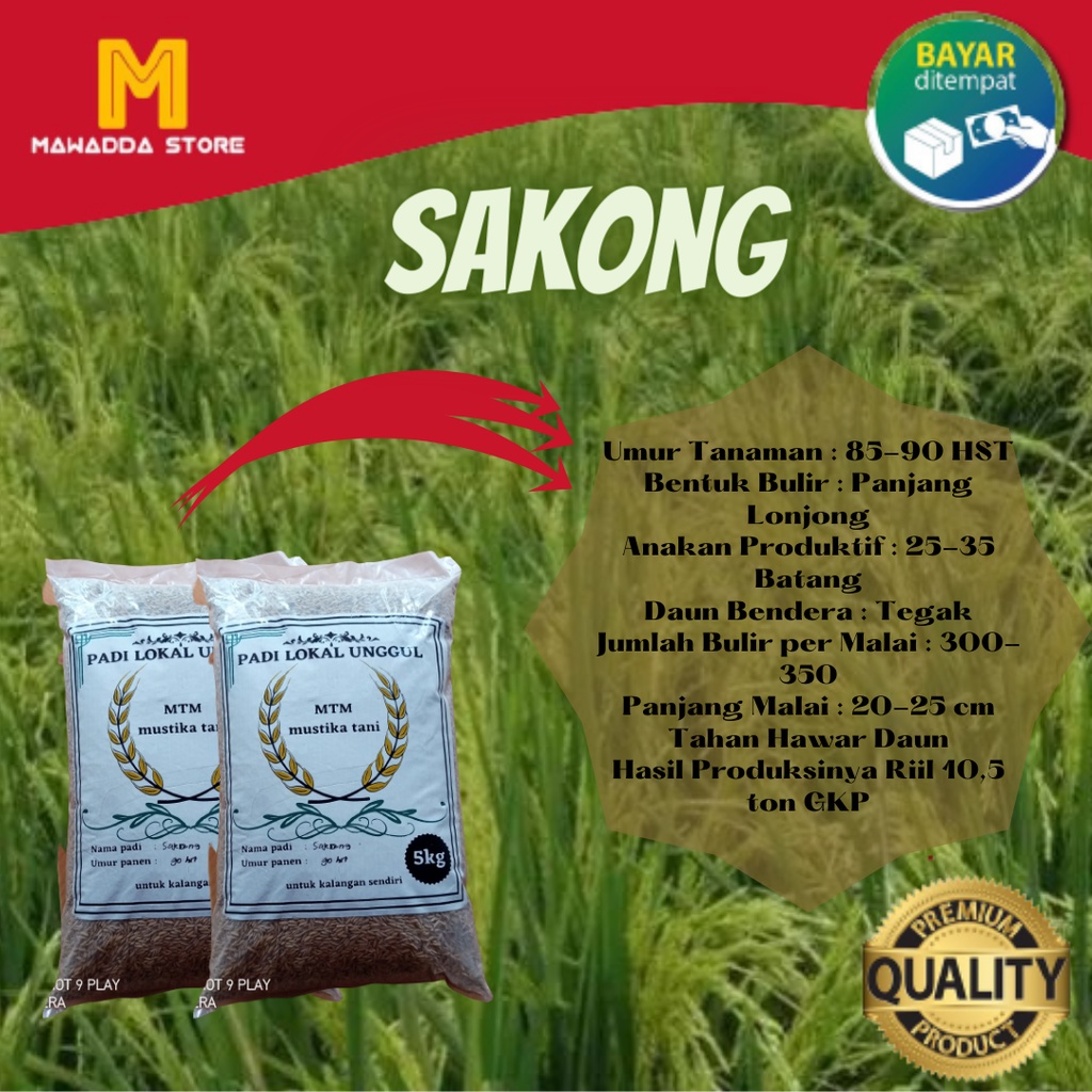 Biji Padi Unggul Sakong / Sokang Biji Padi umur pendek 90HST 5KG