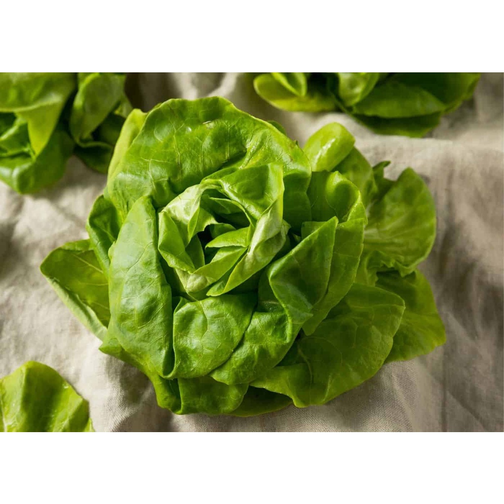 Benih Bibit Biji - Lettuce Tom Thumb Buttercrunch Selada Mini Butterhead Seeds - IMPORT