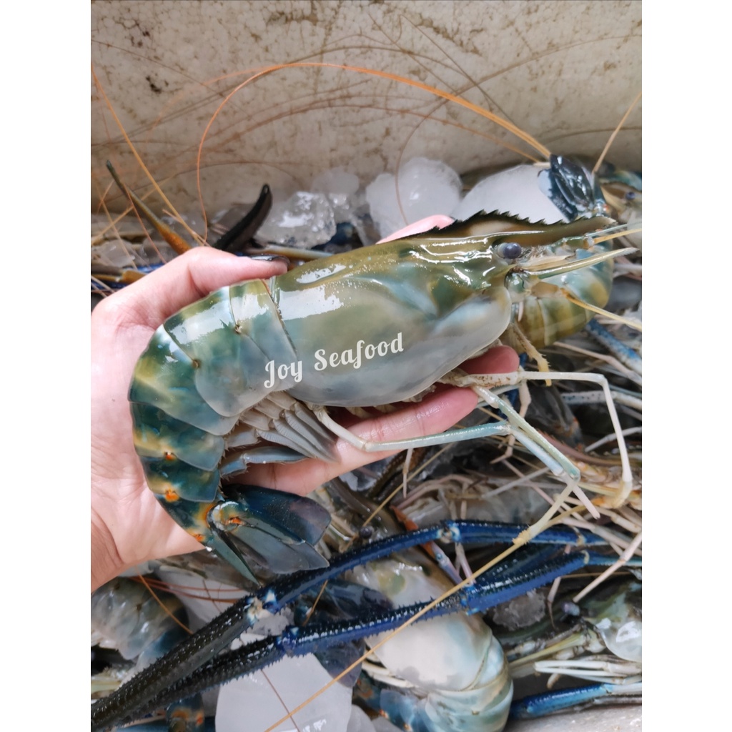 

Udang Galah / Satang Jumbo