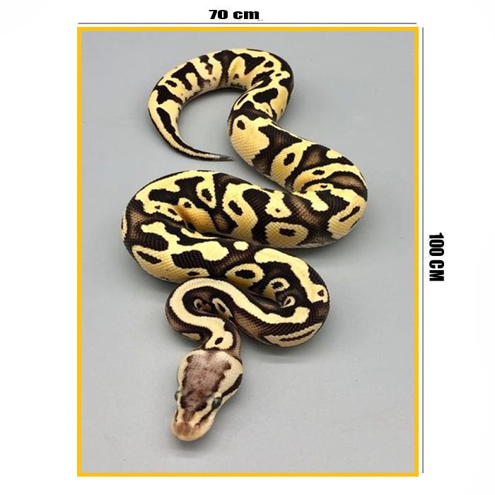 Poster jumbo uk 70 x 100 bahan albatros motiv phyton kembang