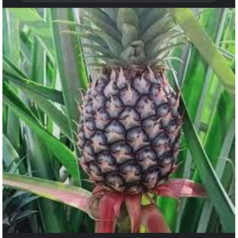 

NANAS MUDA BUAT PETIS