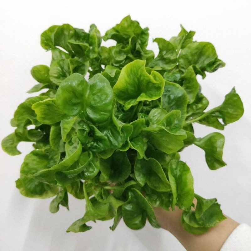 KIRIM BESOK Bayam Sisso / Bayam Brazil Hidroponik (±200gr)