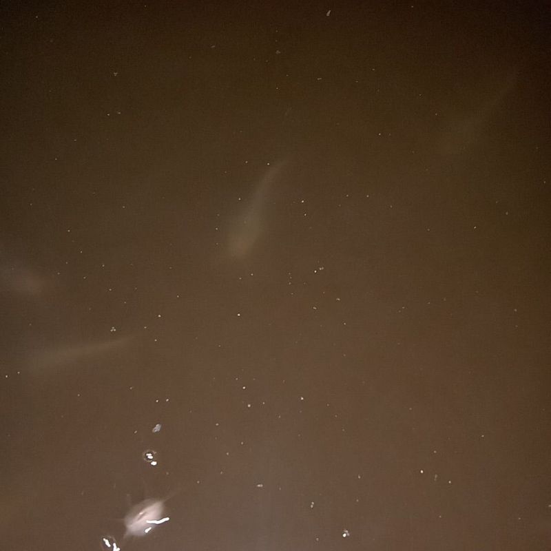 

IKAN LELE SIAP GORENG ISI 1KG (COC)