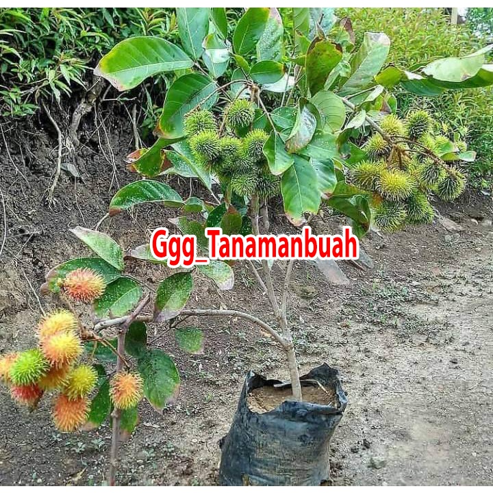 Bibit rambutan rapiah super okulasi