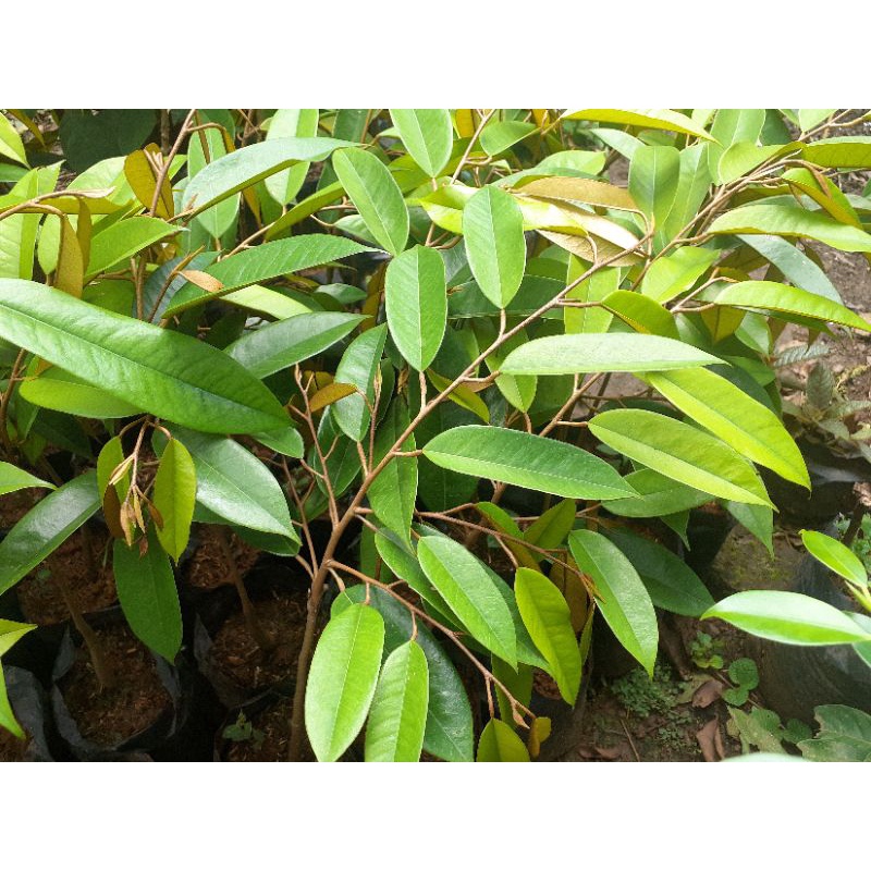 Bibit Durian Bawor Asli Banyumas kaki 1