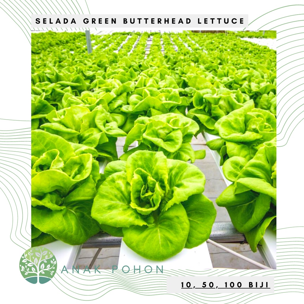 Benih Bibit Biji - Selada Green Butterhead Hijau Lettuce Seeds - IMPORT