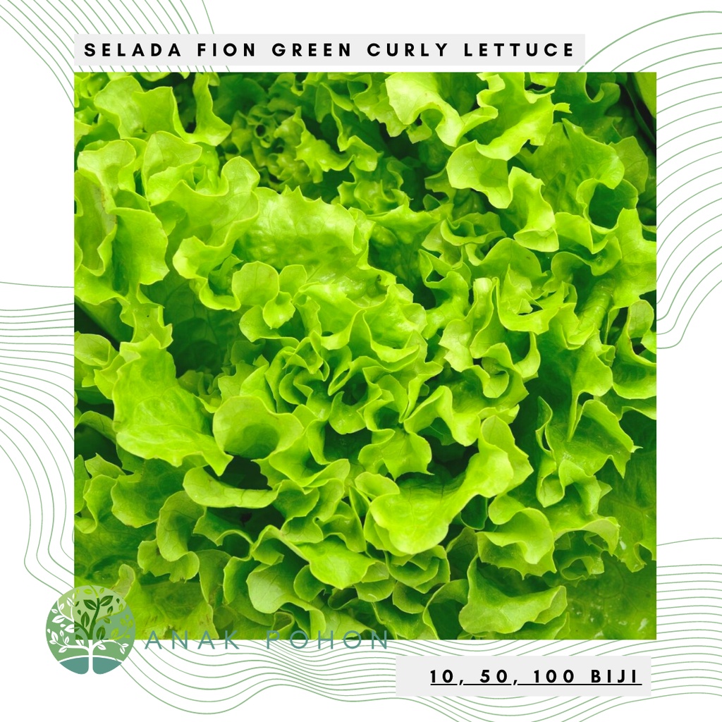 Benih Bibit Biji - Lettuce Fion Green / Selada Keriting Hijau Seeds - Panen Dalam 38 Hari