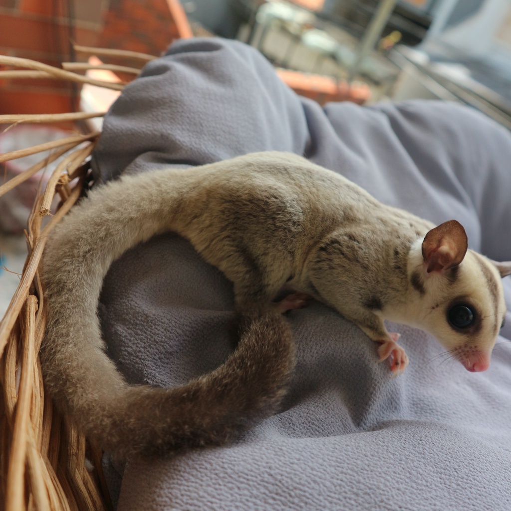 Sugar Glider Joey Classic Grey / White Face / Mozaic / Leucistic / Platinum Jantan & Betina Jinak