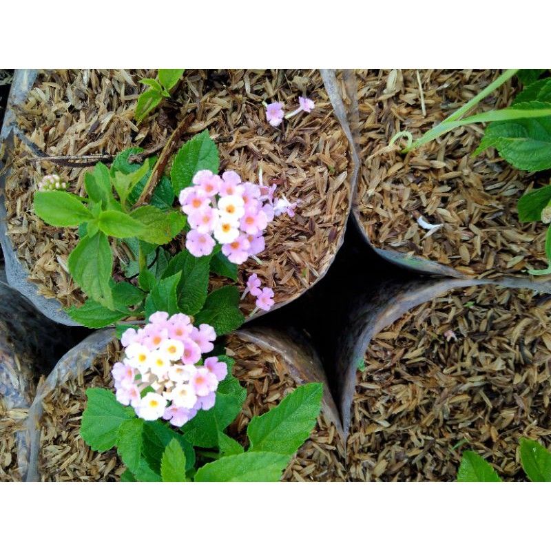 Lantana bunga pink/pink lantana bahan bonsai