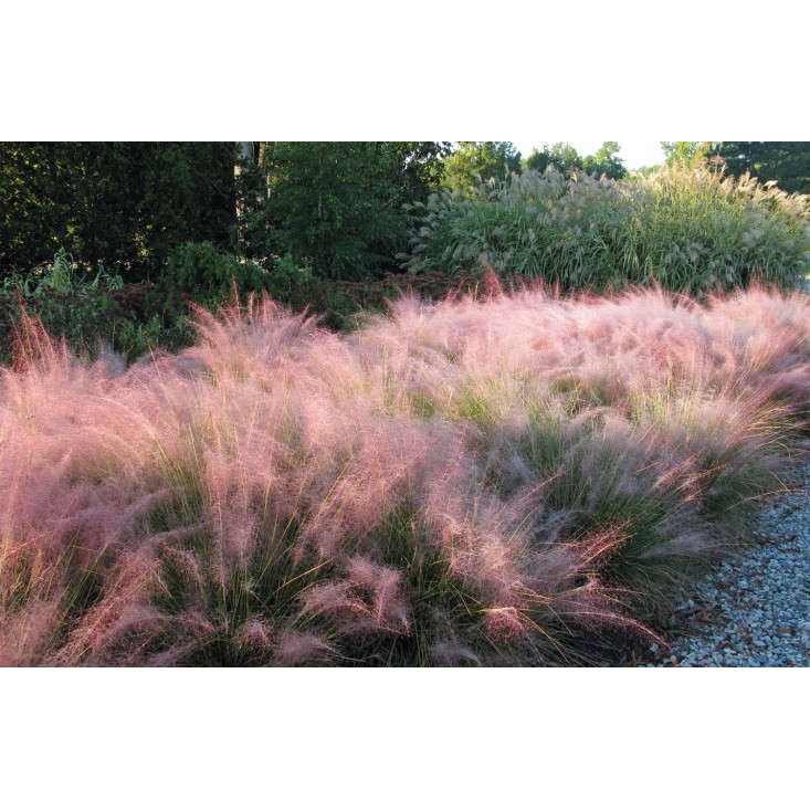 Benih Bibit Biji - Pink Muhly Grass / Korean Cotton Candy Grass / Rumput Pink (Muhlenbergia capillaris) Ornamental Plant Seeds - IMPORT