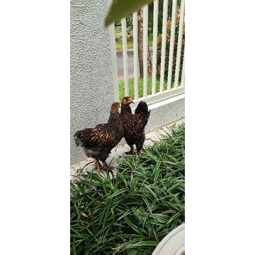 Ayam Brahma gold laced