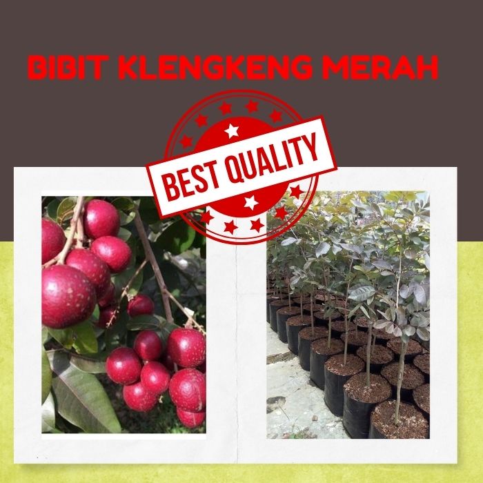 Bibit Kelengkeng Merah, Bibit Kelengkeng Merah Super Genjah