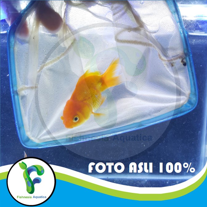 Ikan Hias Mas Koki Oranda Merah Size L