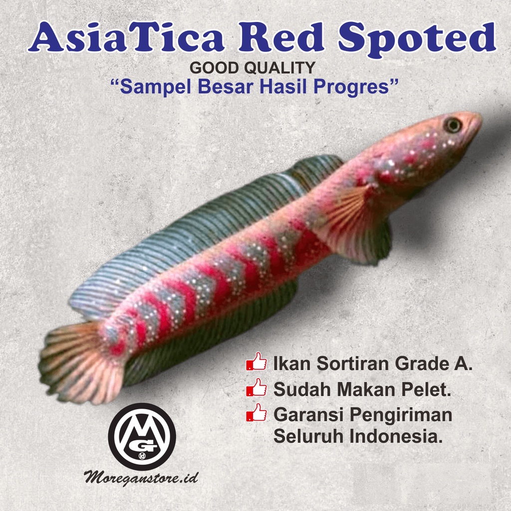 ASIATICA RSP PROGRES BLOOD RED PARROT