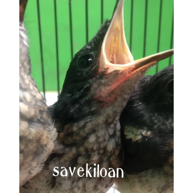 BURUNG KACER LOLOHAN JAMIN JANTAN TULEN ANAKAN