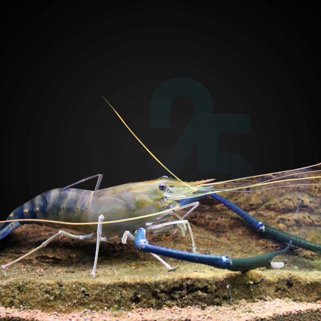 

PAKET 500EKOR uk 1cm INSTAN SAMEDAY bibit udang galah