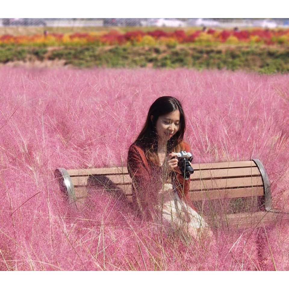 Benih Bibit Biji - Pink Muhly Grass / Korean Cotton Candy Grass / Rumput Pink (Muhlenbergia capillaris) Ornamental Plant Seeds - IMPORT