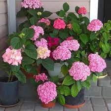 tanaman hias bunga Hortensia import