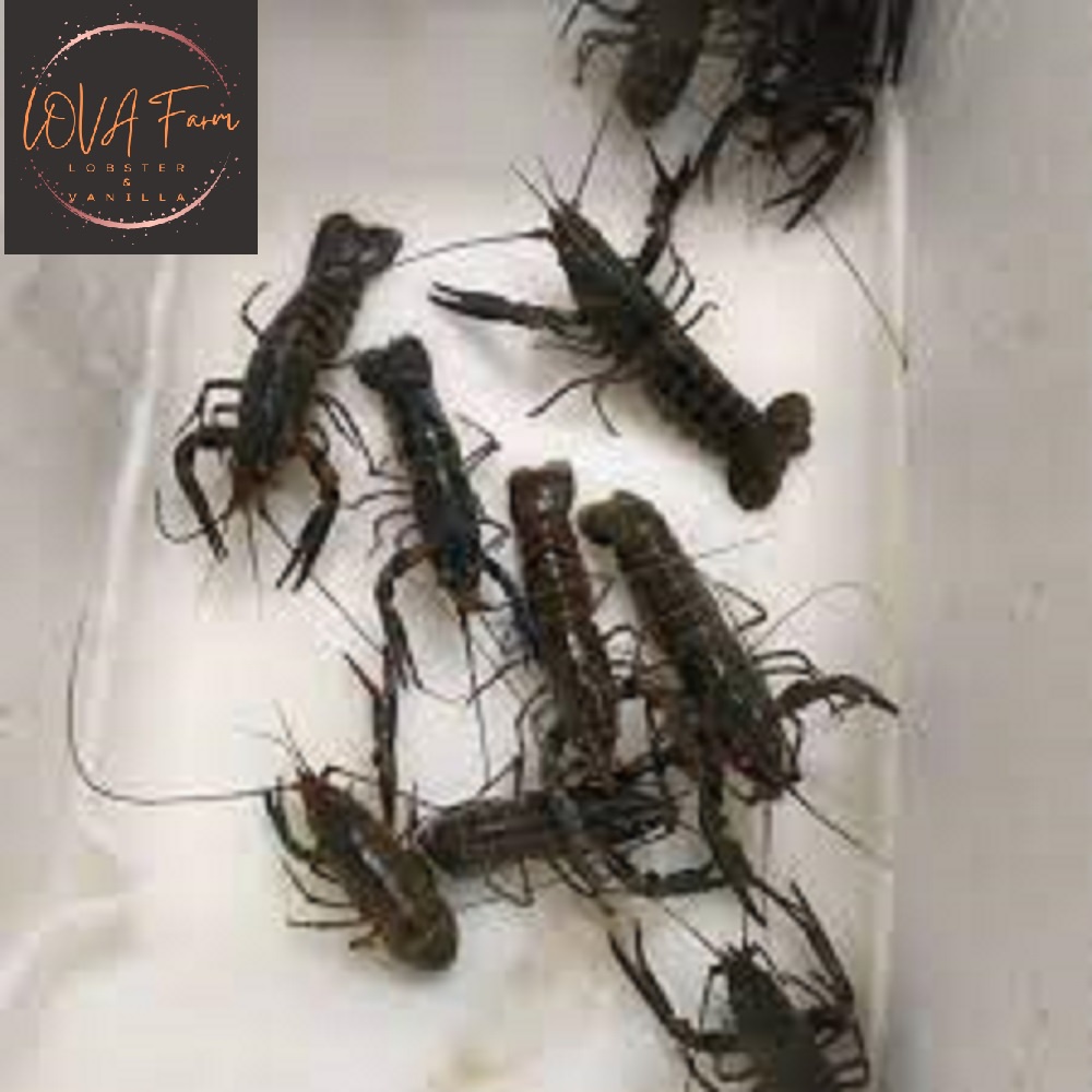 Bibit / anakan udang karang (cry  fish ) red claw - air tawar - 2 inci - 5 ekor