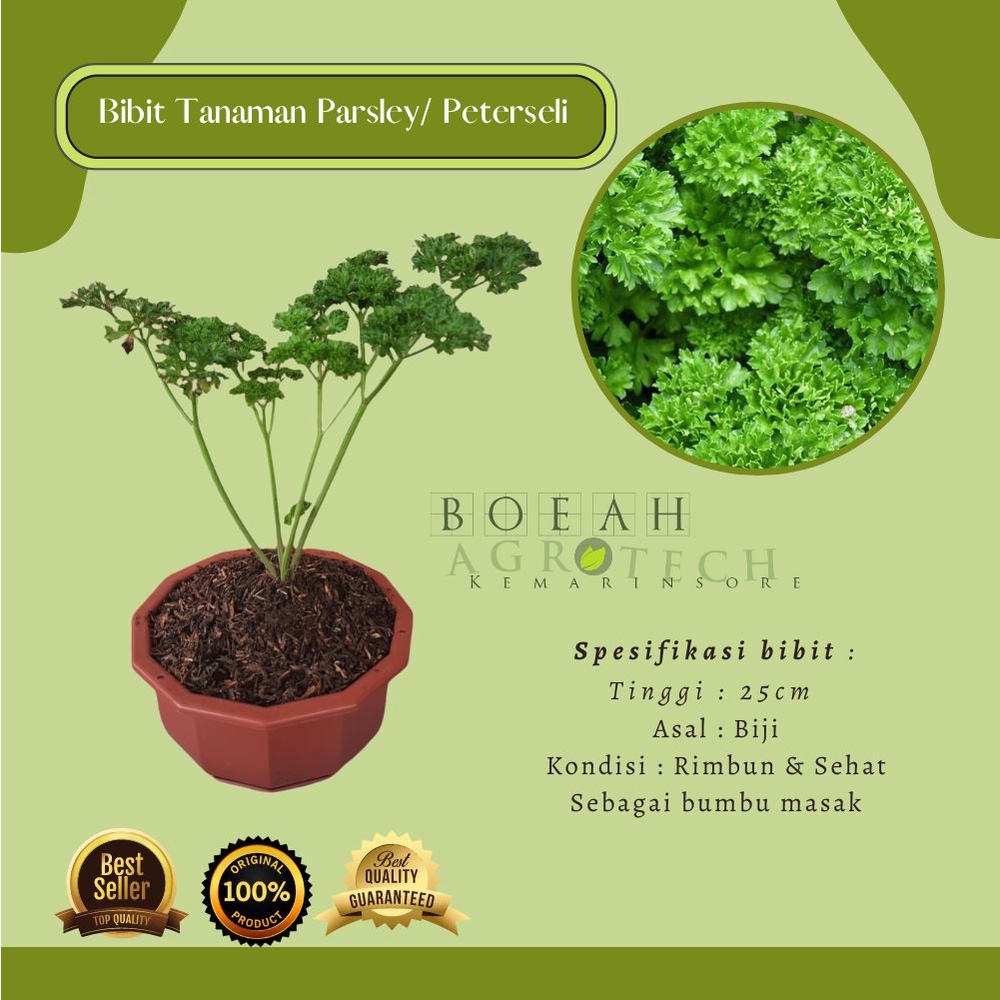 Bibit Tanaman Parsley atau Peterseli Untuk Bumbu Dapur