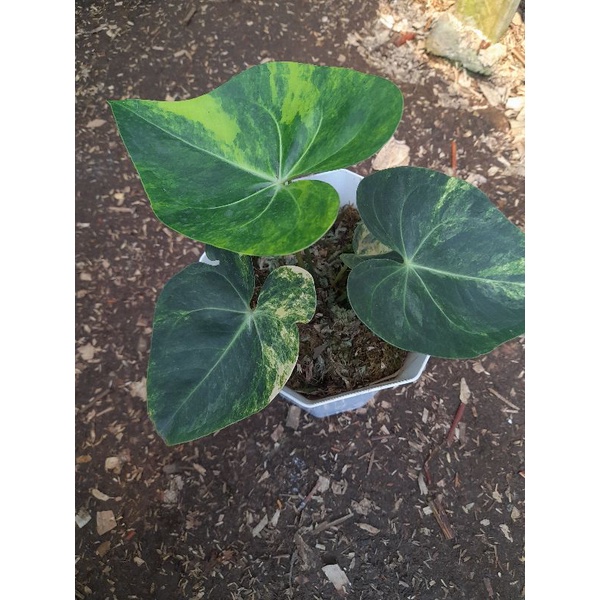 Anthurium clarinervium variegata