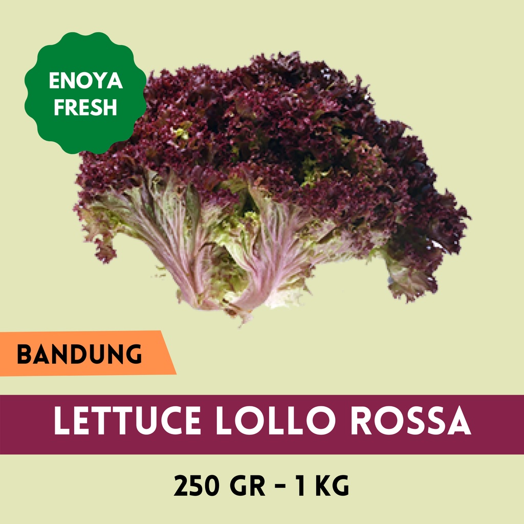 

Lollo Rossa 250 GRAM - 1 KG Bandung