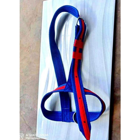 HEAD HALTER/ BRANGUS SAPI