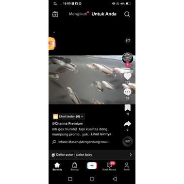 baby limbata cb 2-5cm