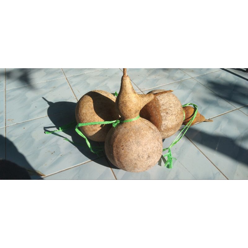 Labu botol kering(masih ada biji di dalamnya) Bisa di tanam lagi