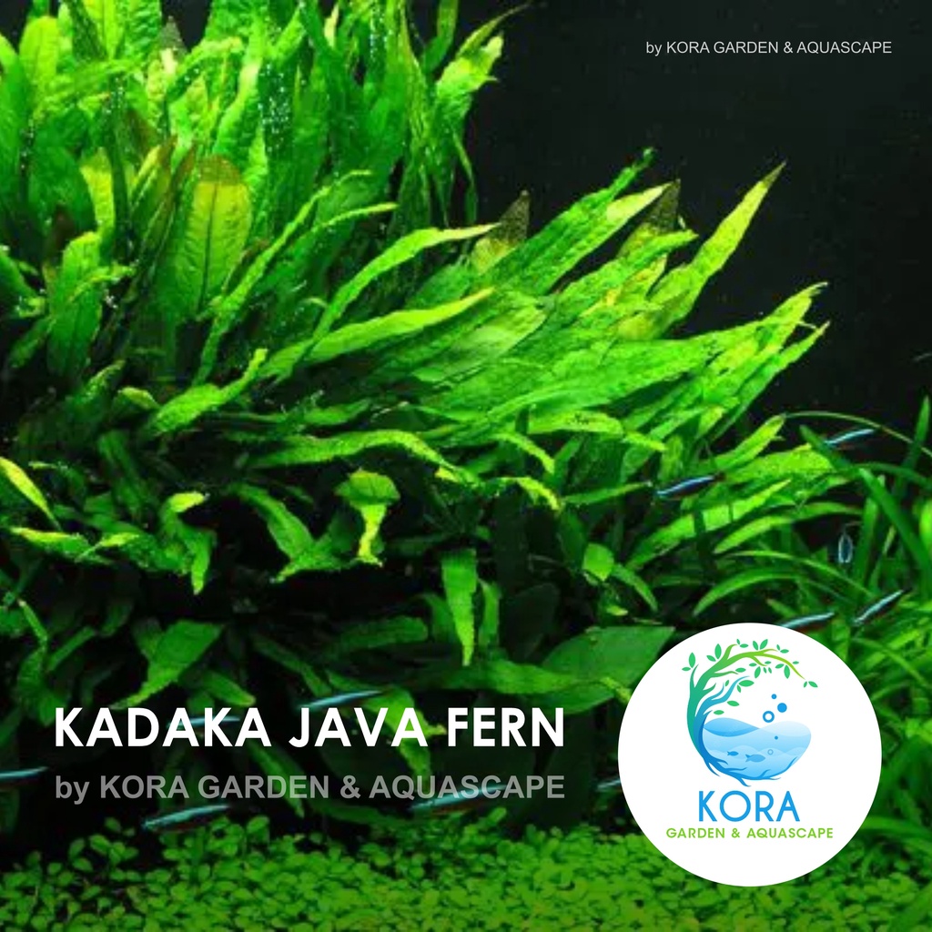 Kadaka Java Fern - Tanaman Air Aquascape / Aquarium/ Kolam / Low CO2 / Low Maintenance - Per Lempeng