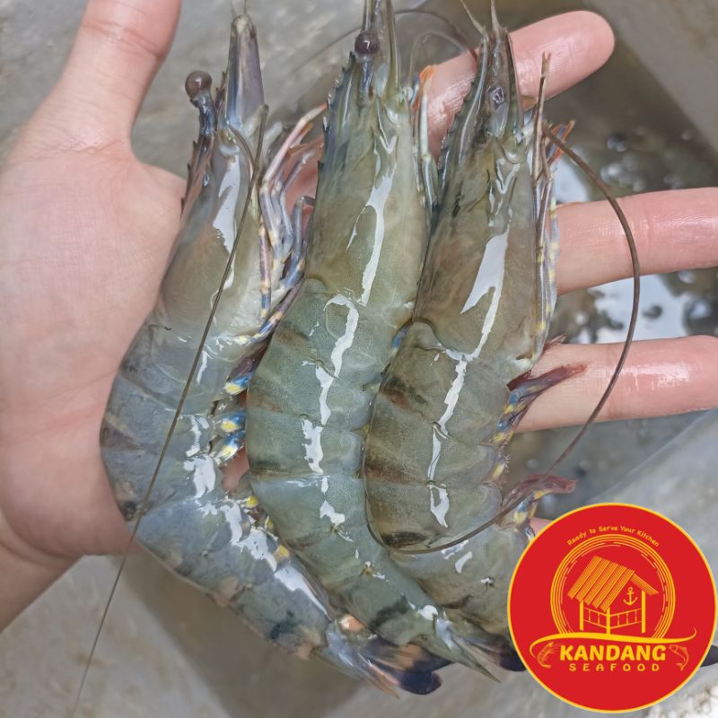 Udang Pancet Jumbo / Tiger Shrimp / Windu / Fresh Frozen Segar