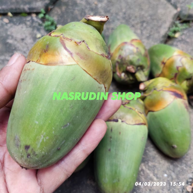 

BUAH KELAPA PENTIL SEGAR / BELULUK / BULULUK / BILURUK / OBAT KENCING MANIS / CENGKIR / KELAPA MUDA / baluruk