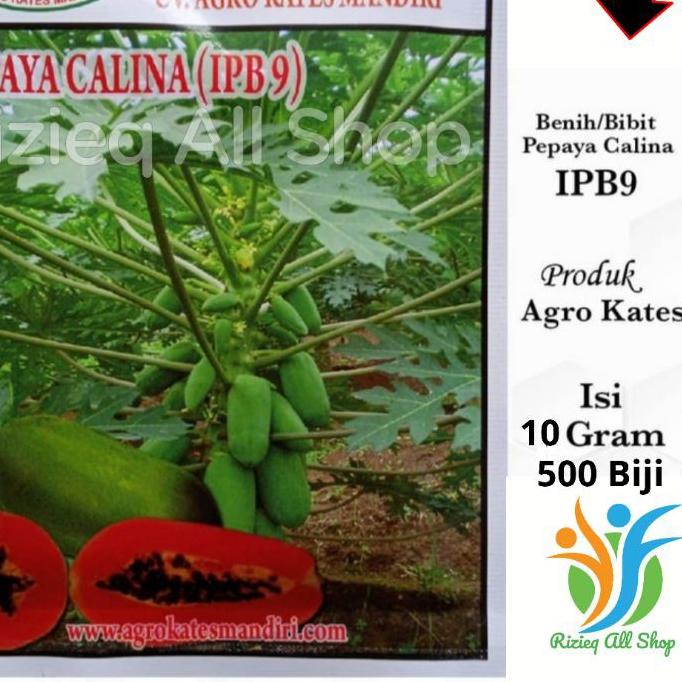 ▼ Biji Bibit Pepaya CALINA IPB-9/ CALIFORNIA isi 10Gr sekitar 500 Biji Benih Pepaya CALIFORNIA /CALI