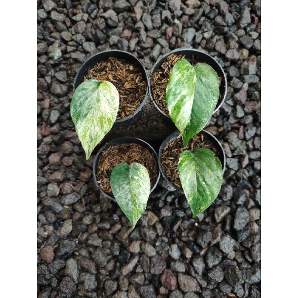 Epipremnum Hanoman SP Bali Real Pict