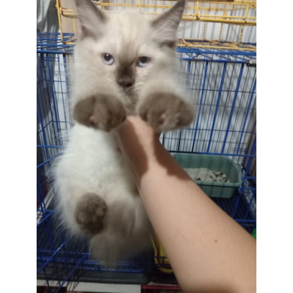 Boneka Hidup Himalaya Kitten Red point gosong