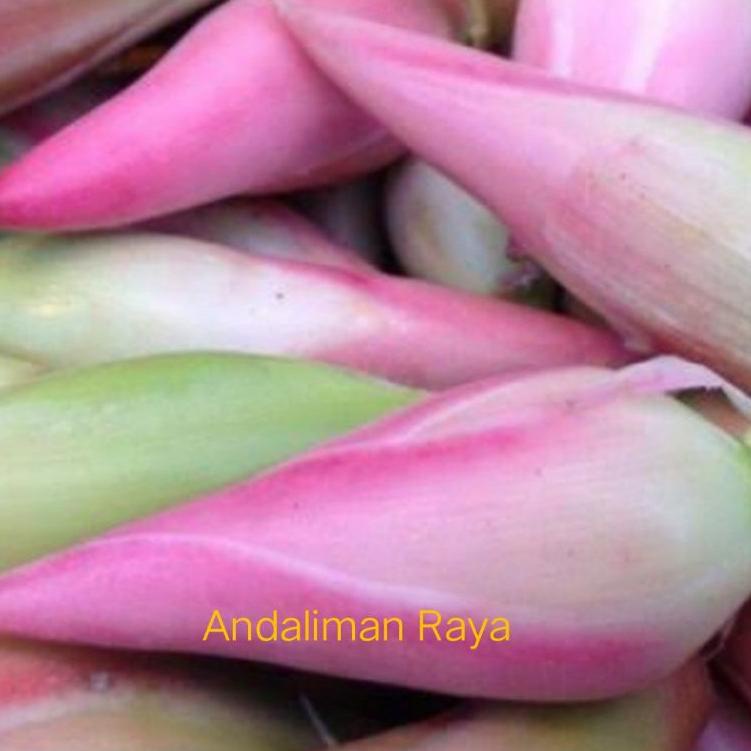 

Terbaruϟday kecombrang/kincung 250 gram