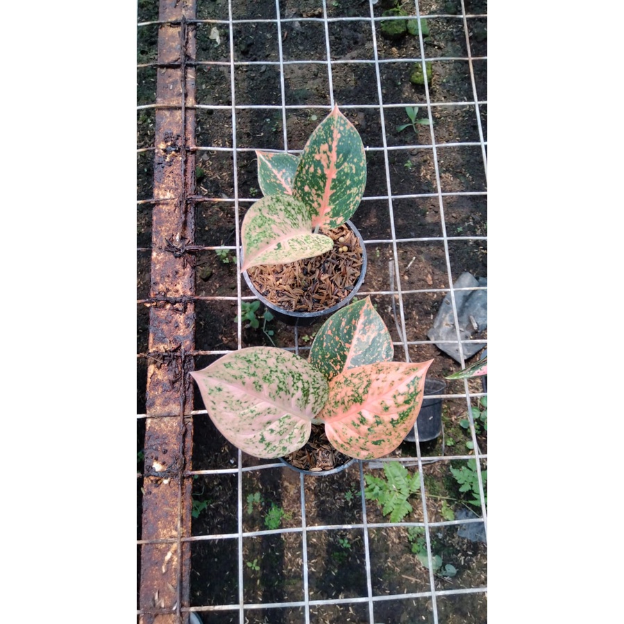 Baby Stardust Orange