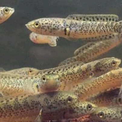 Gabus Hias Chana Limbata Lawu CB Induk Rim Merah Grade King Bibit Full Black Dot