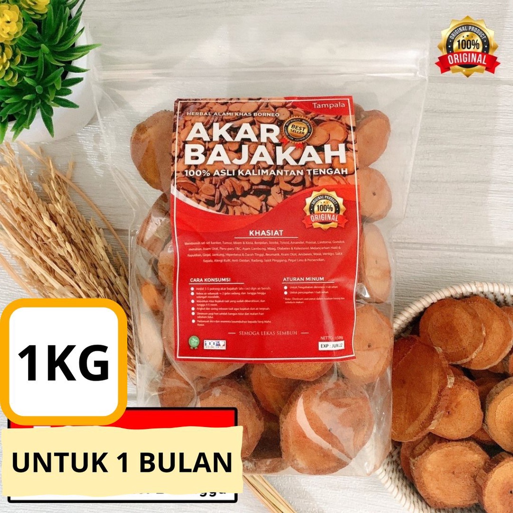 

Akar Kayu Bajakah Kalalawit Merah Super 1Kg Asli Kalimantan