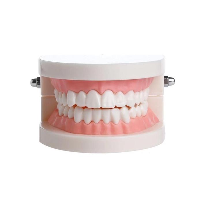 Original Alice dental model study edukasi dokter gigi phantom studi rahang gigi typodont gusi karet 