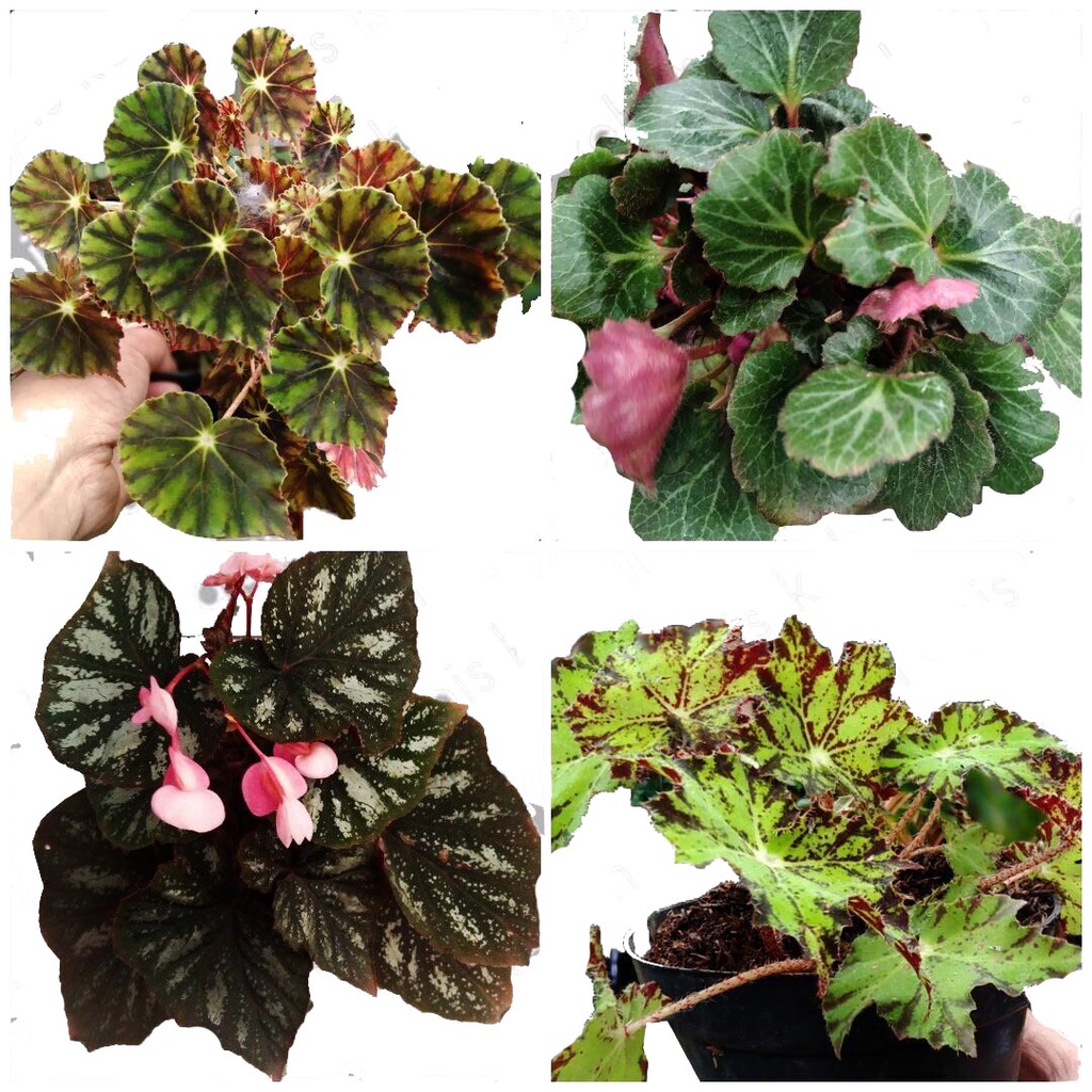 paket 4 tanaman hias hidup begonia