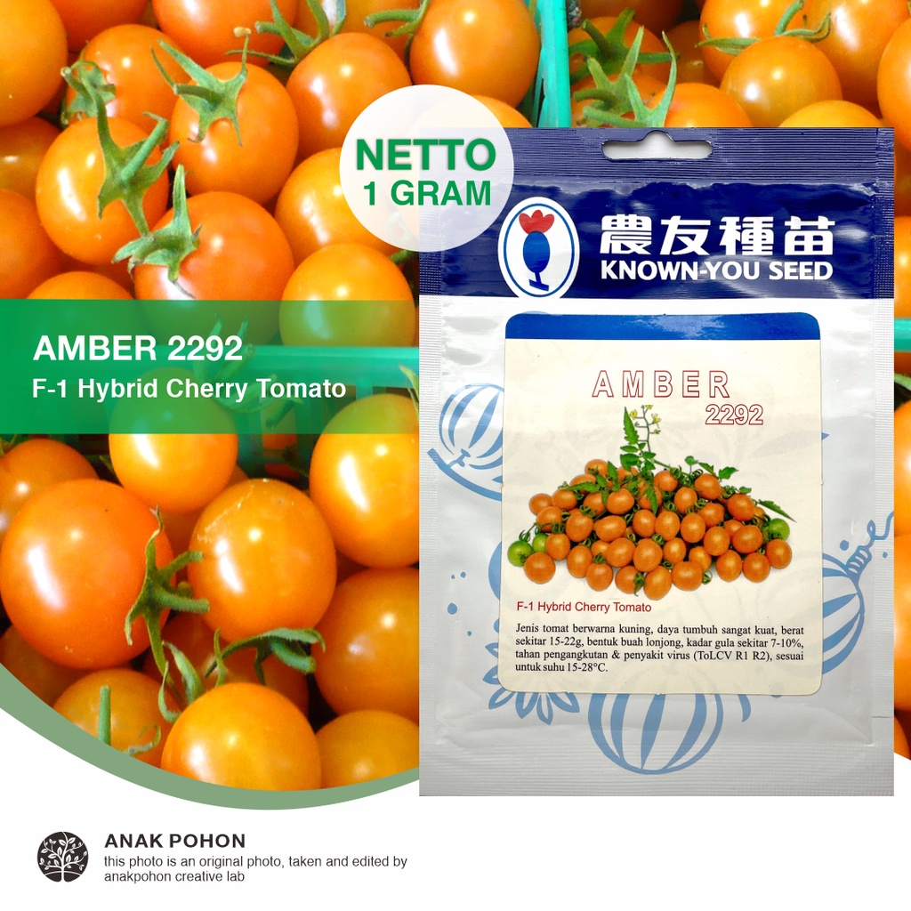 (1 PACK) Benih Tomat Mini Amber 2292 F1 Hybrid Orange Cherry Tomato Seeds - Known You Seed KYS - 1 GRAM