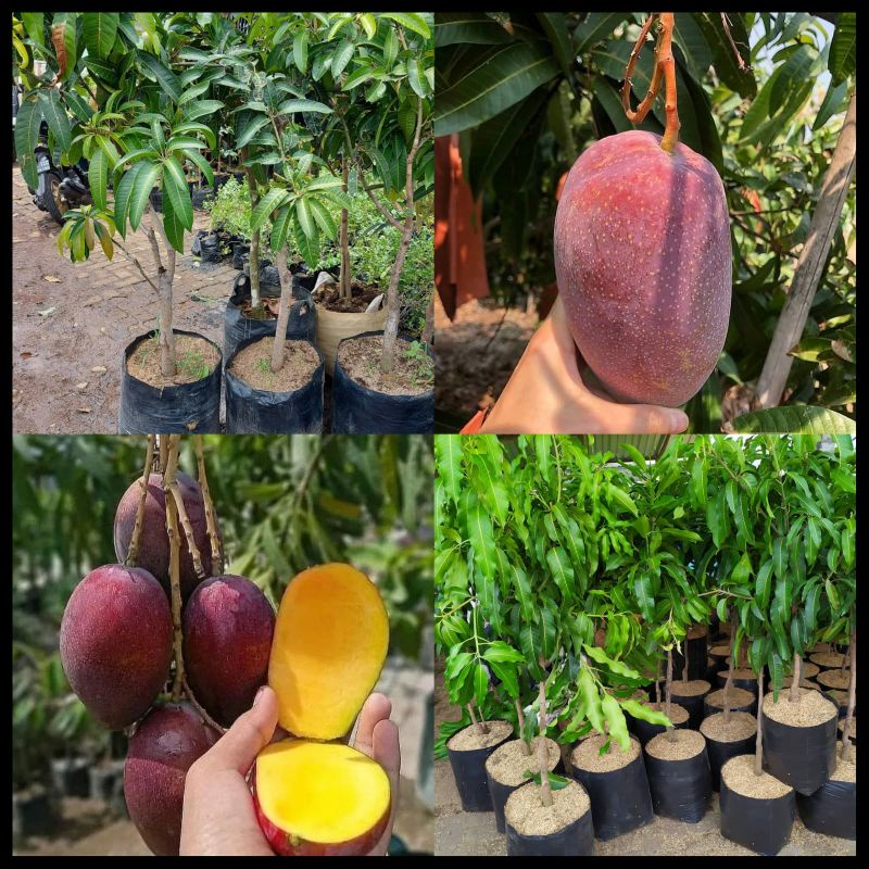 Bibit Mangga Irwin Tinggi 1 Meter Batang Besar Cepat Berbuah