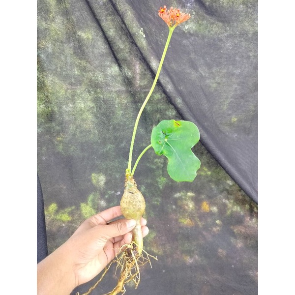 bonsai eksotis jatropa podagrica || jarak botol