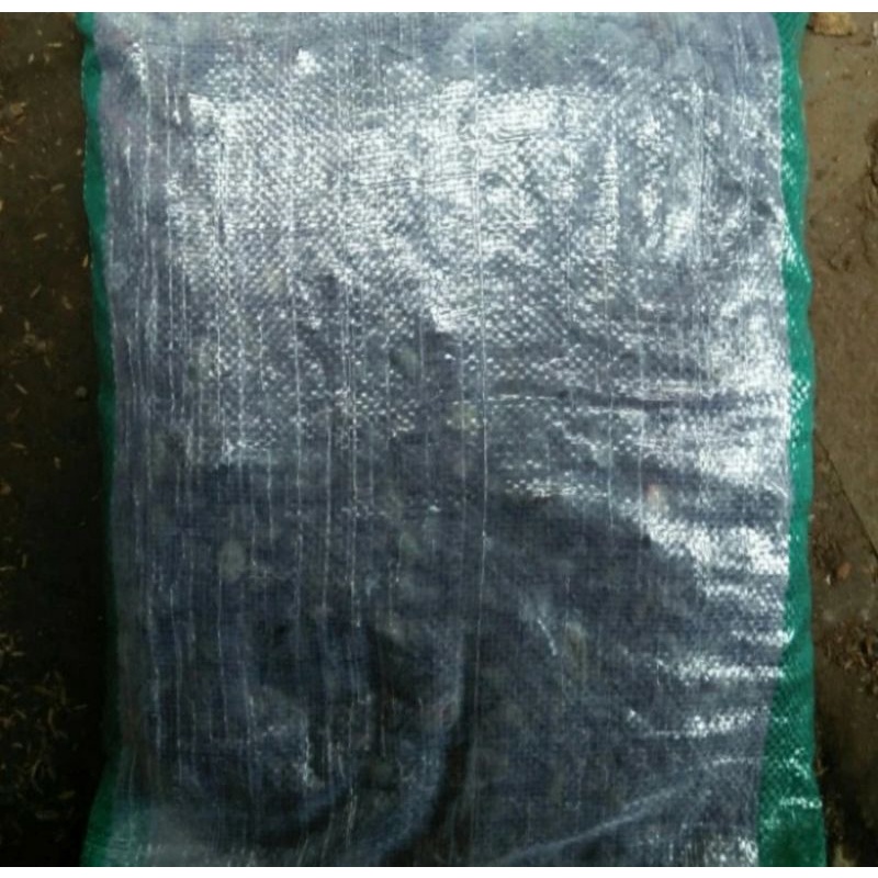 Batu koral sikat hitam bengkulu