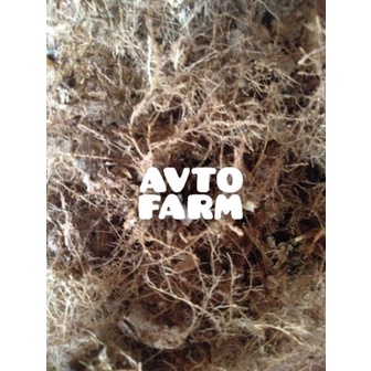 akar bambu bahan pgpr