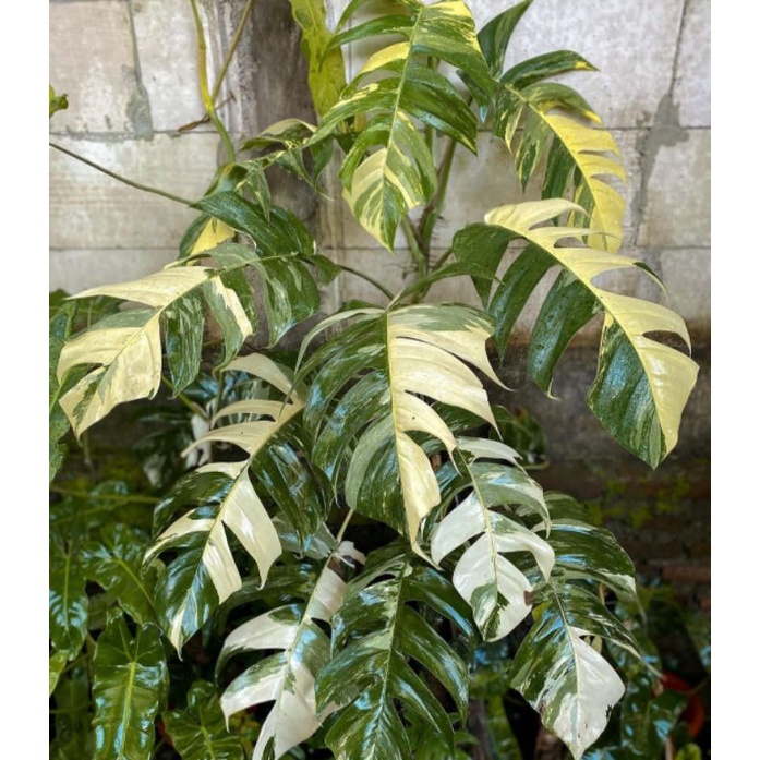 epipremnum pinatum variegata mewah (dewasa)